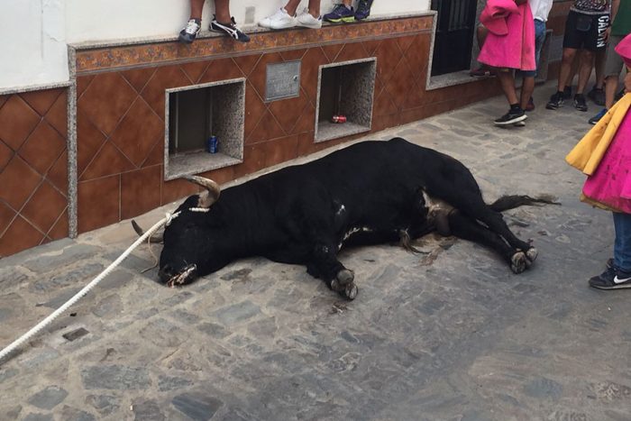 Toro del Gayumbo