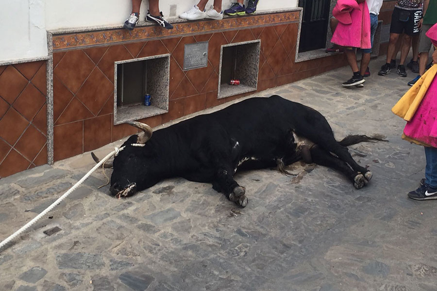 Toro del Gayumbo
